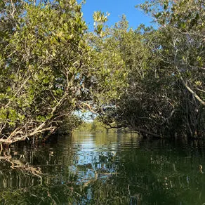 Why Mangrove Deforestation is Happening & What's Being Done About it