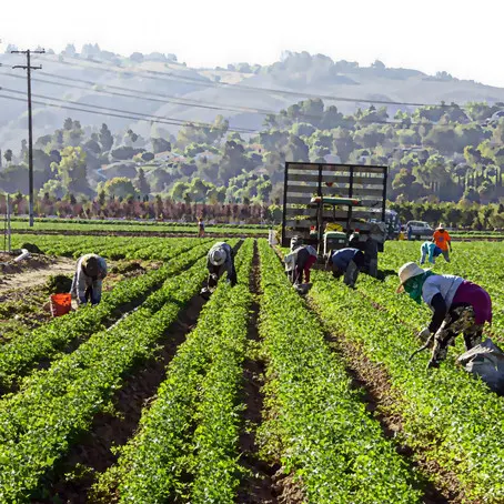 The United Farm Workers as a Network for Conscious Consumption