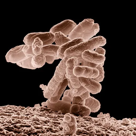 A “Noah’s Ark” of Microbes